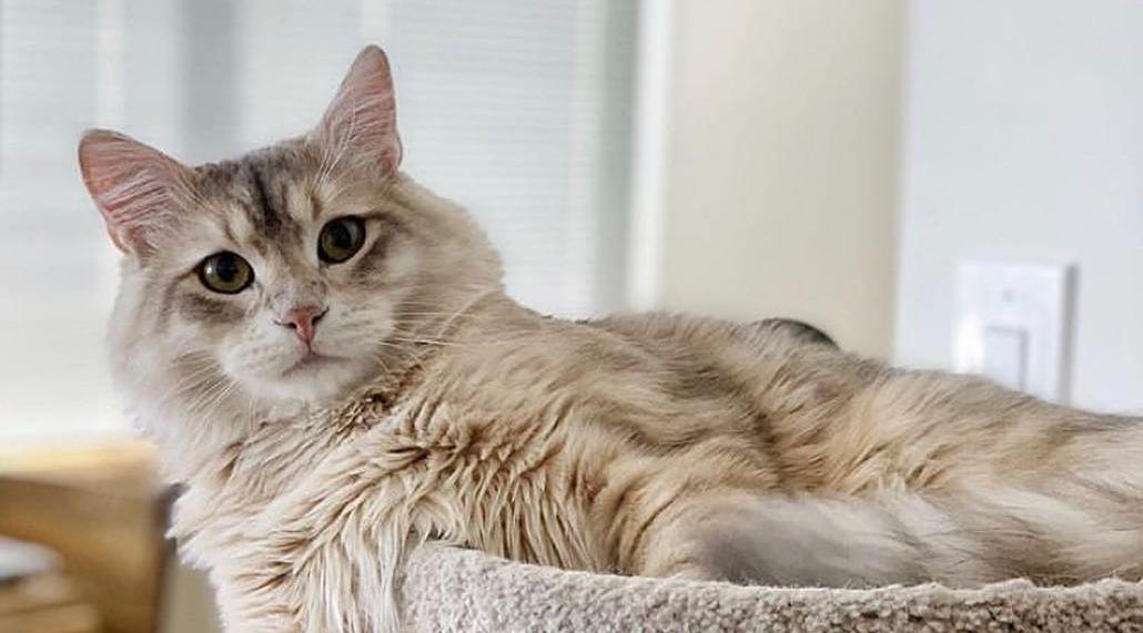 猫咪衣原体感染严重吗,猫咪衣原体感染一般多久可以治愈