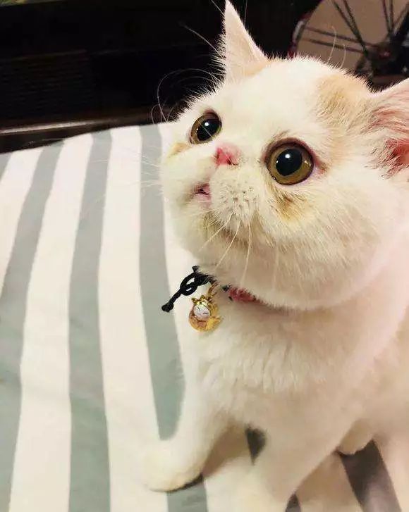 如何区分猫咪有鼻涕和泪痕,蓝白猫咪有泪痕怎么回事