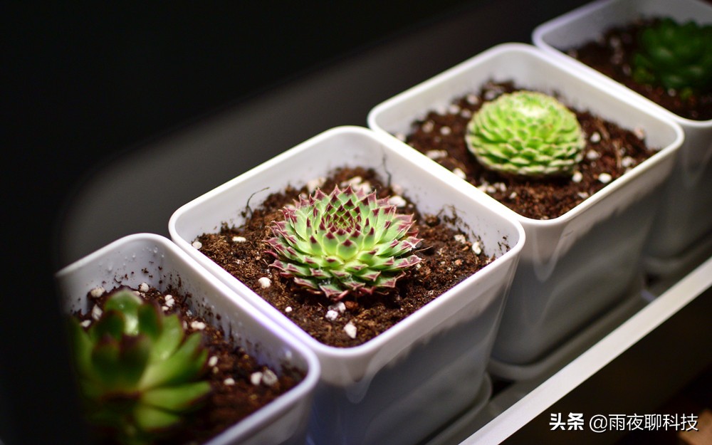 LED种植机体验：黑科技光谱养花，家里的多肉有救了