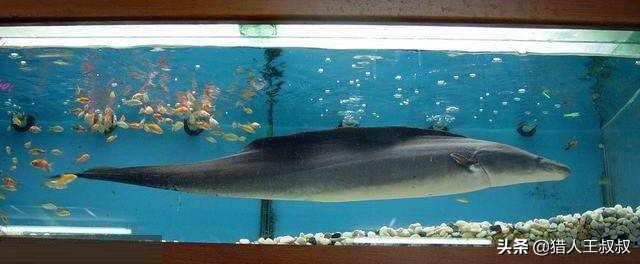 比食人鱼厉害的凶猛的观赏鱼,比食人鱼还凶残的十种鱼