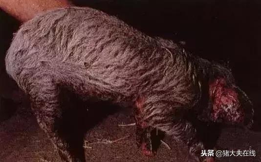 仔猪油皮病怎么防治,仔猪得了油皮病母猪喂什么药净化