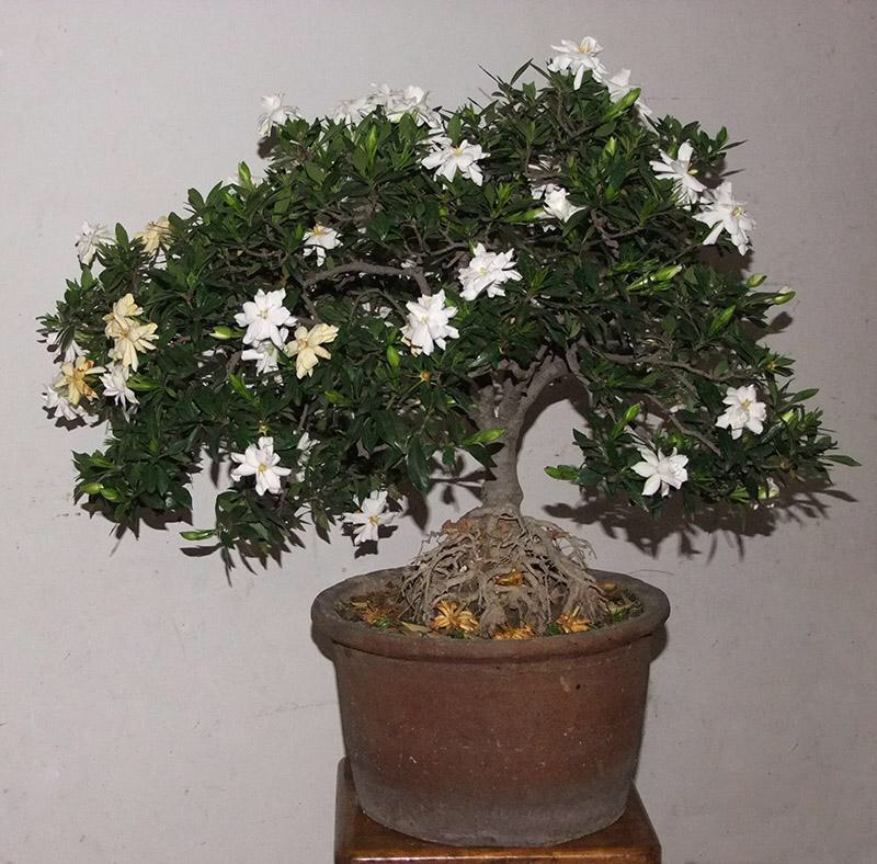 养栀子花的方法和注意事项有哪些,栀子花怎么养开花多不黄叶