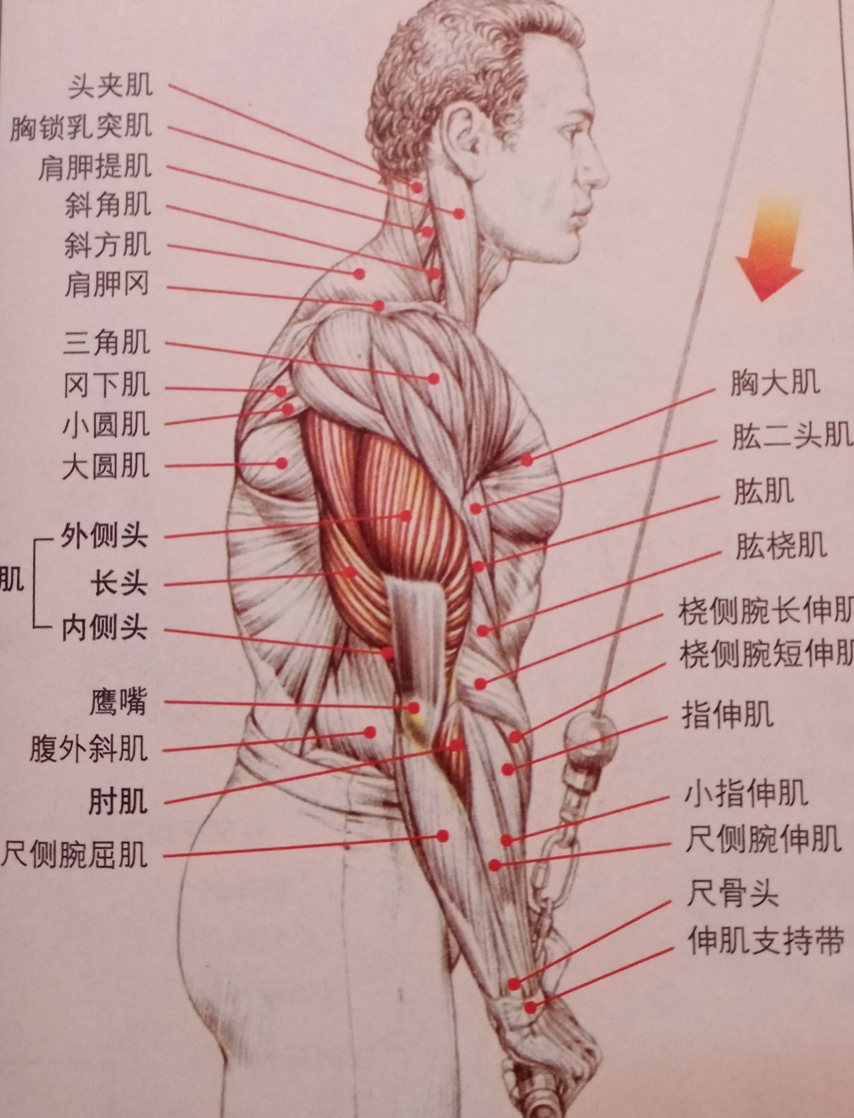 练肱三头肌能让手臂更加粗壮吗,手臂太粗显得胸肌太小