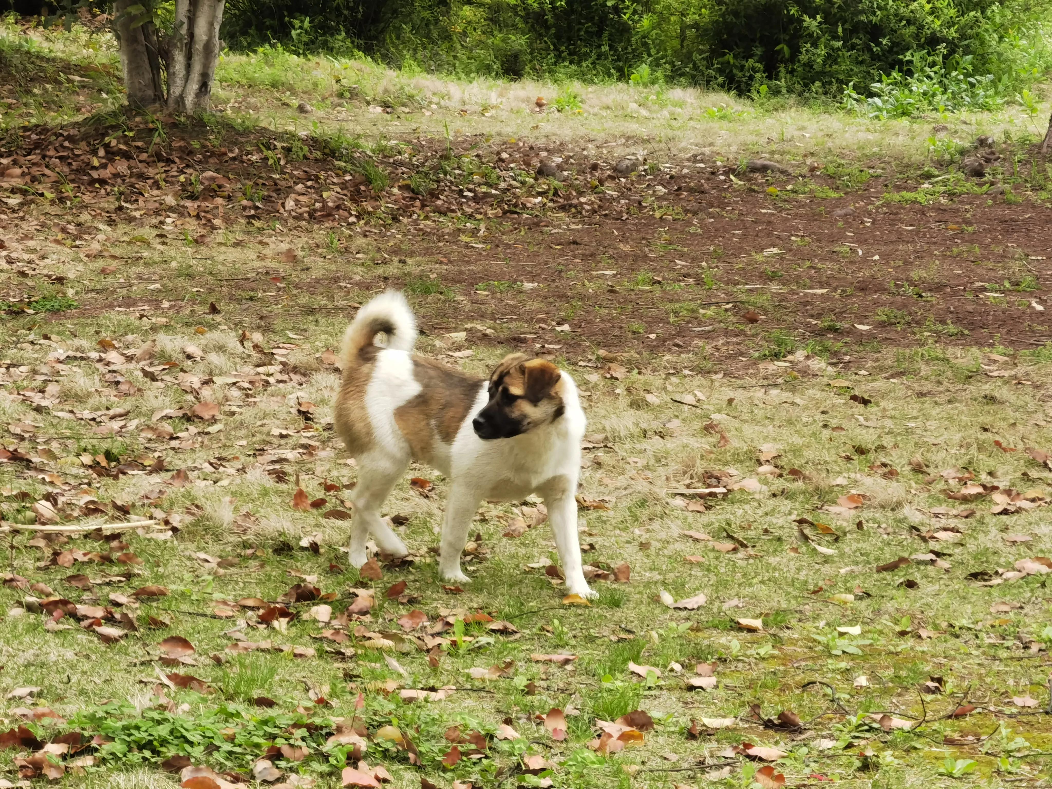 七绝吟春的诗句,七绝吟