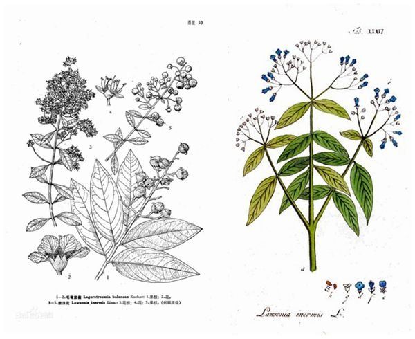 天然海娜粉纯植物染发粉,天然植物染发海娜膏好吗