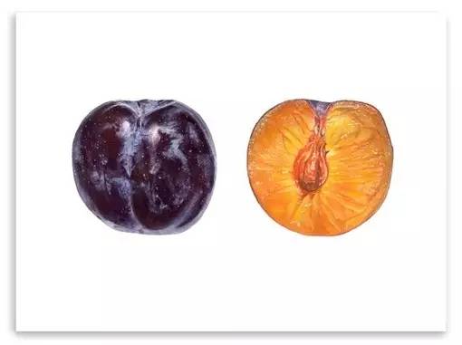 超写实绘画真实吗,超写实的植物绘画