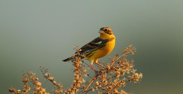 高清童年常见飞禽篇（值得珍藏）