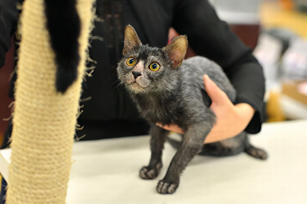 为什么说养猫的都是大户人家,养猫会暴露你的经济实力