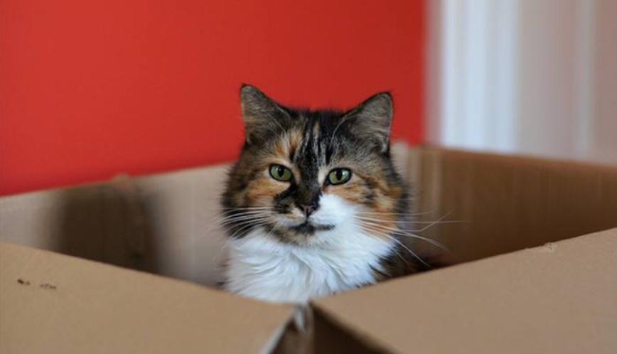 猫没有狗聪明是什么原因,猫聪明还是狗聪明智商排名