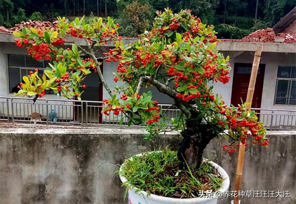 火棘盆景的养护管理,盆景火棘怎么养护和管理