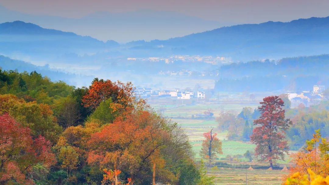 带着狗子旅行推荐,带着狗狗游新疆