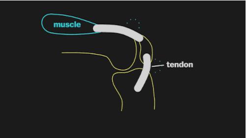 肩骨关节响是怎么回事,颈肩腰都有响声怎么治疗