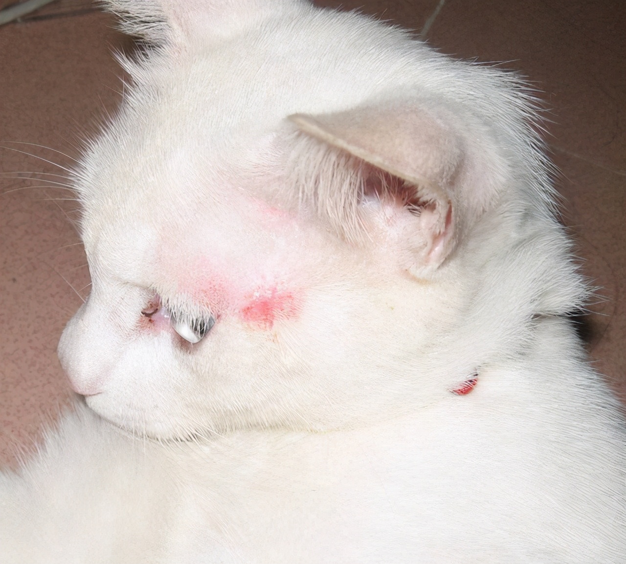 十种不建议买的猫咪,什么样的猫咪不能领养