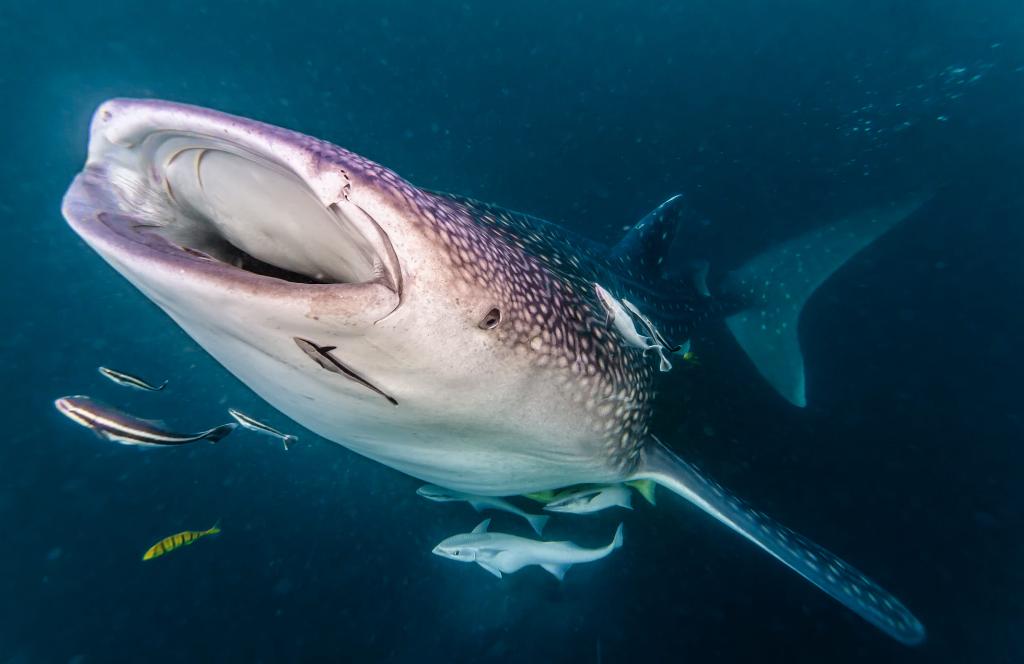 泰国四大潜水梦幻海岛,潜水游玩爱好者普吉岛