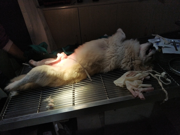 公猫膀胱结石手术,公犬尿道结石手术