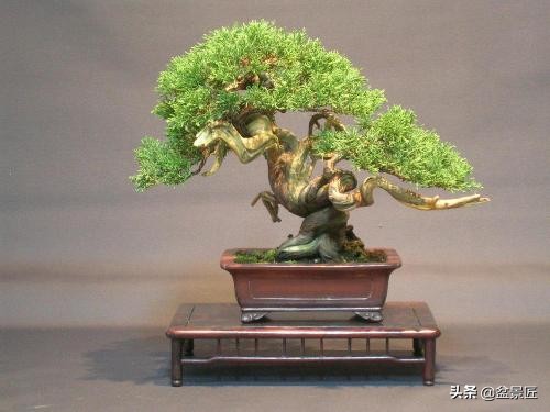 家里培植的盆景怎么养活,家里的松树盆景怎么养