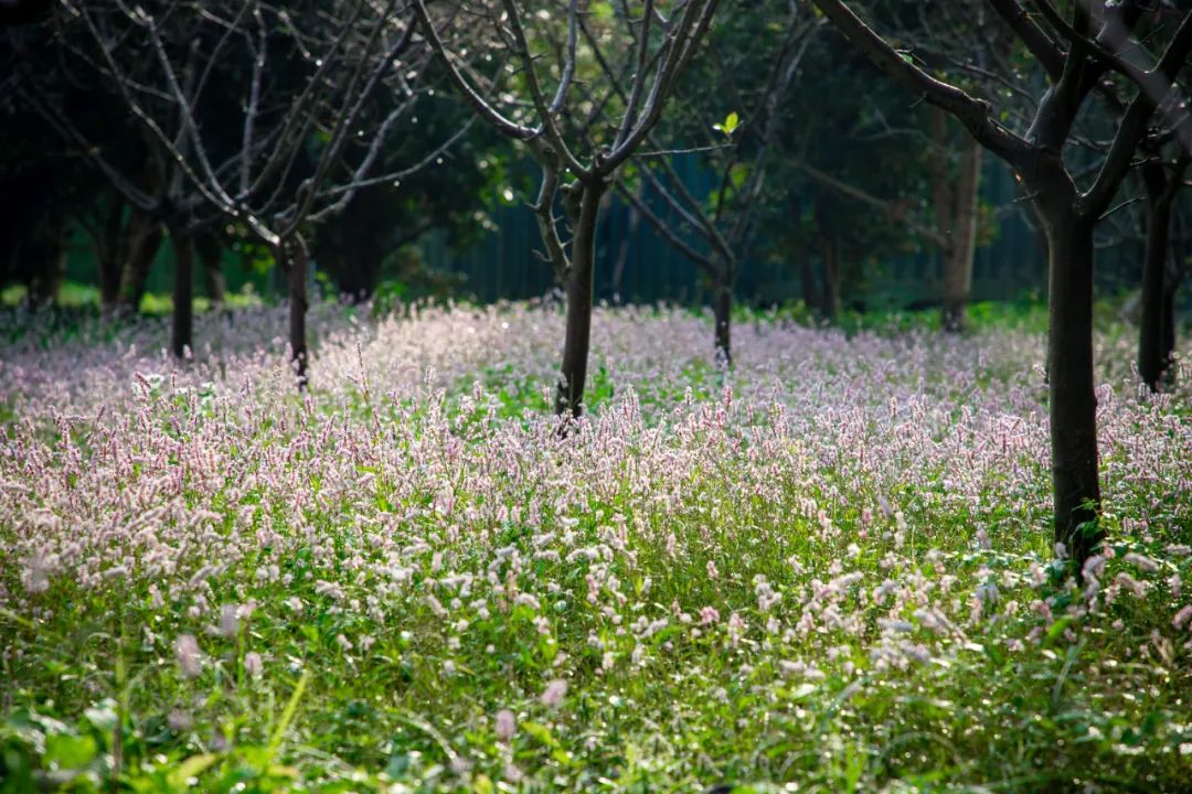 蓼花盛放成海，扬州又多了一处赏秋秘境
