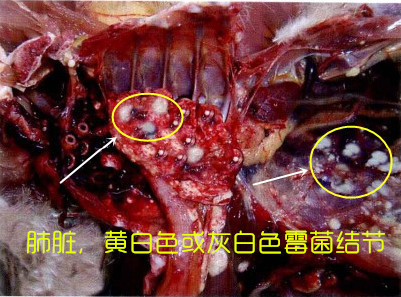 夏天室内霉菌怎么消除,夏季真菌病防治攻略