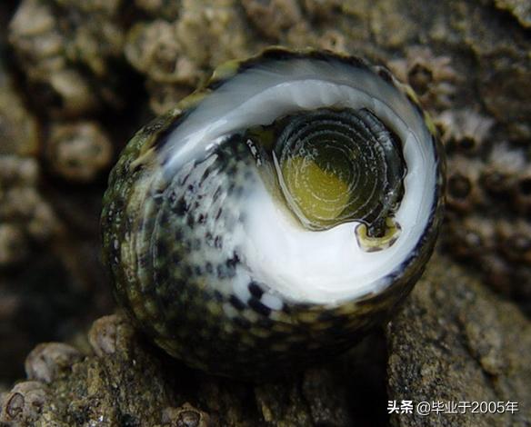 大连海鲜吃货,大连海鲜的种类