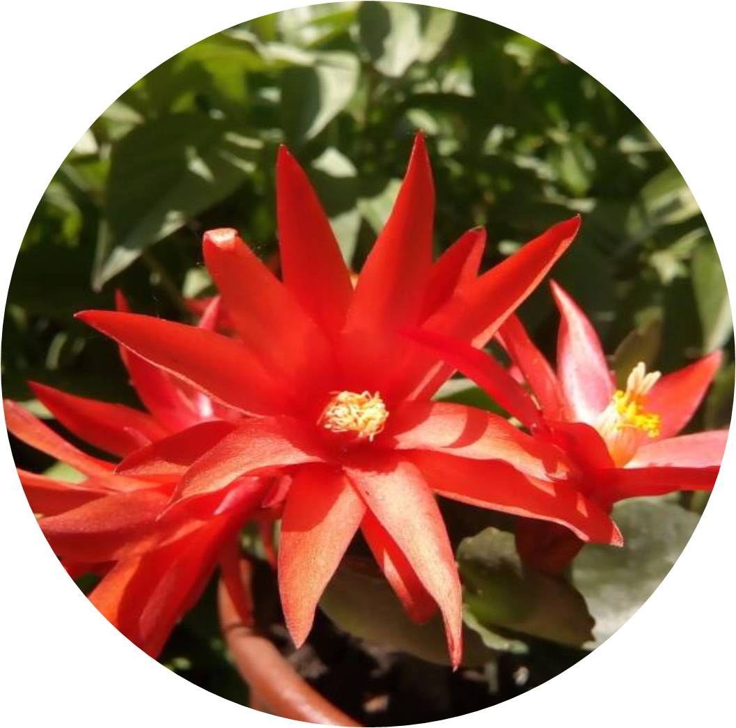 菊竹梅兰图欣赏,花中四君子的兰花图片