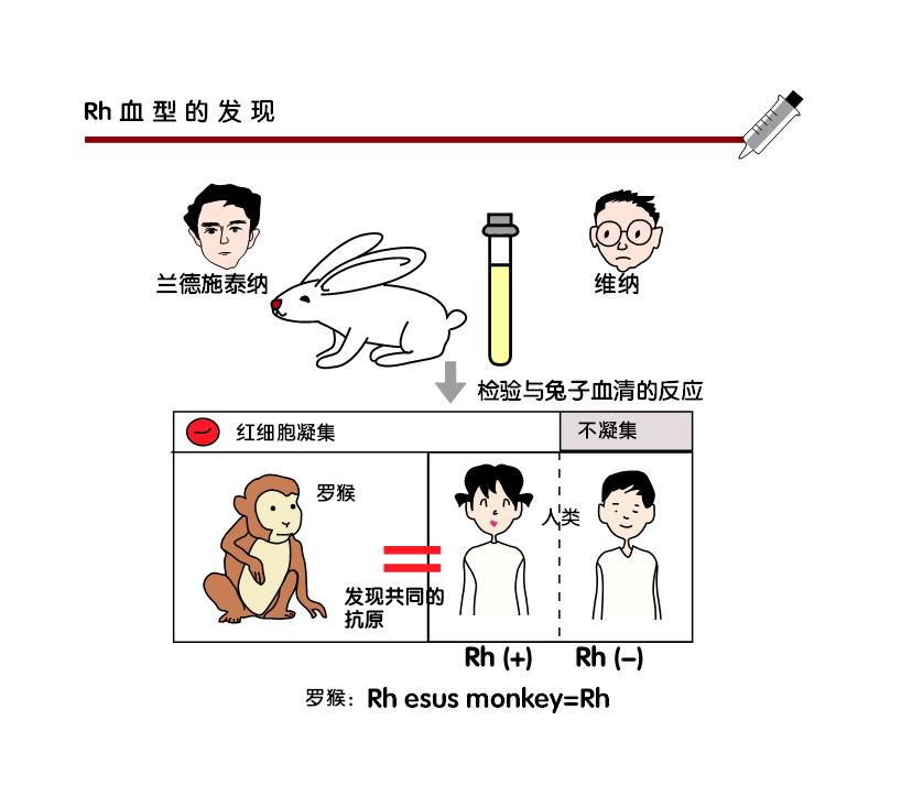 不同类型的血型会怎样,血型分析与血型特征