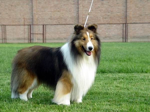 喜乐蒂和苏格兰牧羊犬哪个好,喜乐蒂与苏格兰牧羊犬区别