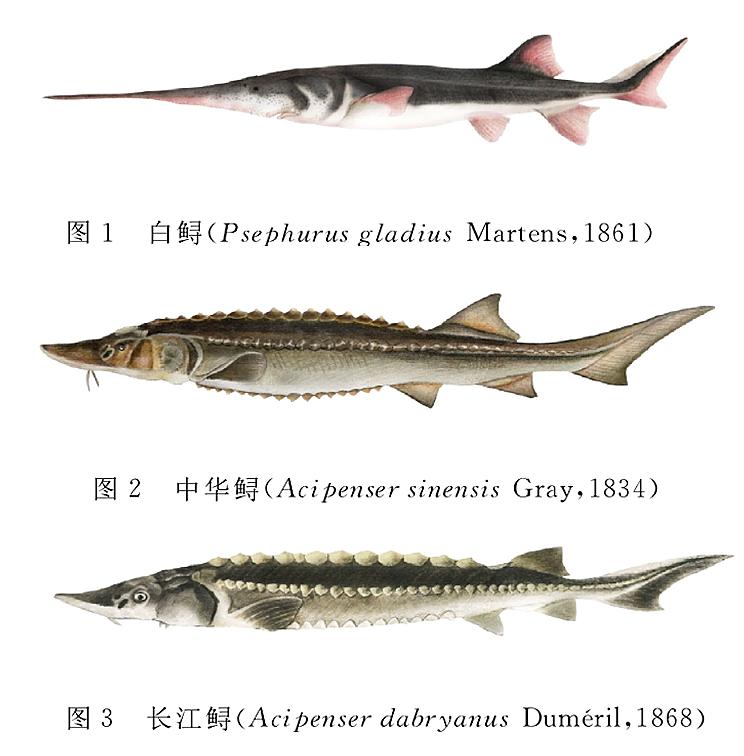 白鲟已经灭绝,中华鲟和长江鲟还好吗?