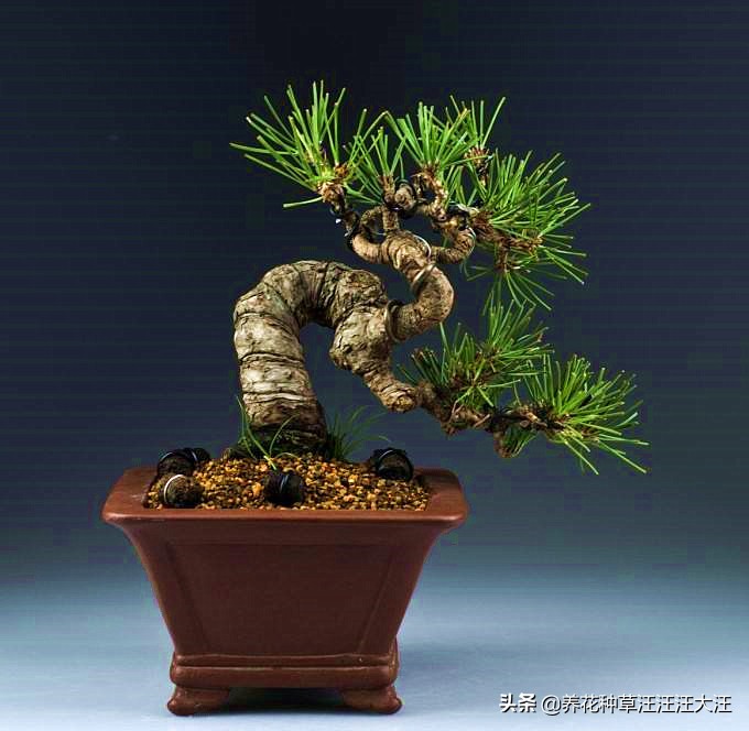 亭亭山上松瑟瑟谷中风谁写的,黑松临水造型盆景