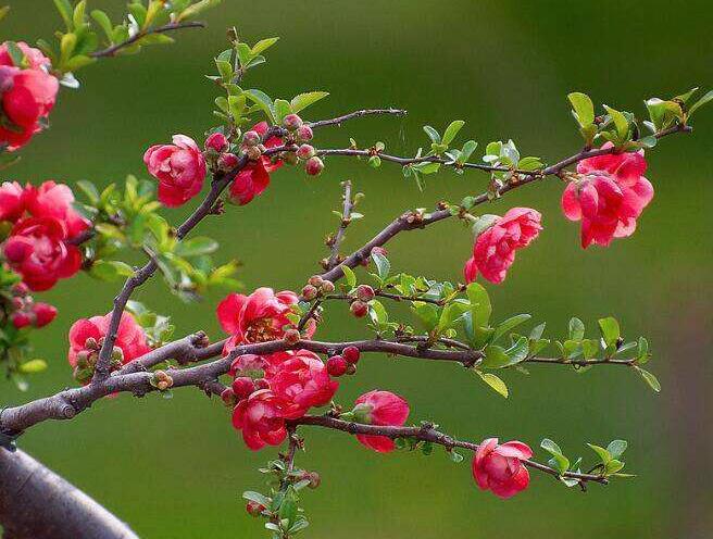 海棠花烂茎如何挽救,教你3个挽救小妙招,让海棠花起死回生