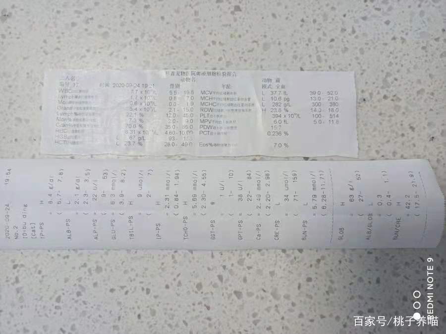 传腹治好的猫会复发吗,猫传腹需要吃补血和保肝药吗