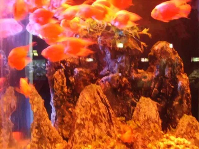 会咬鱼的观赏鱼,观赏鱼哪些不会咬人