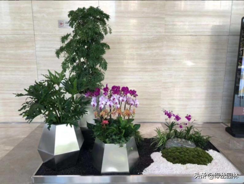 武汉绿植租摆公司厂家,武汉绿植租赁哪里最好