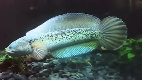 建议穷人养的10种中型观赏鱼,十大养不死的观赏鱼排名