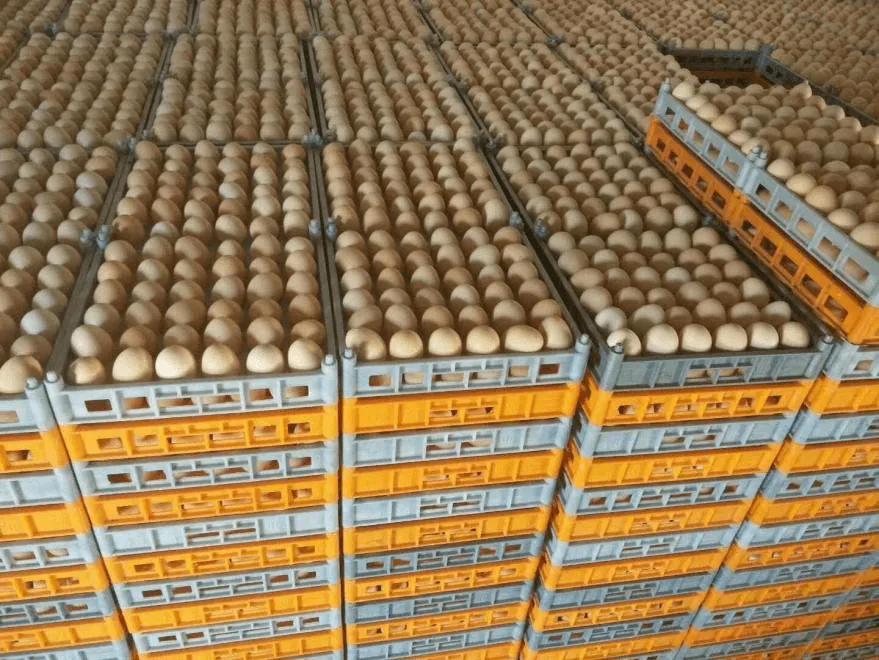 众信科技有限公司靠谱吗,众信农牧科技公司