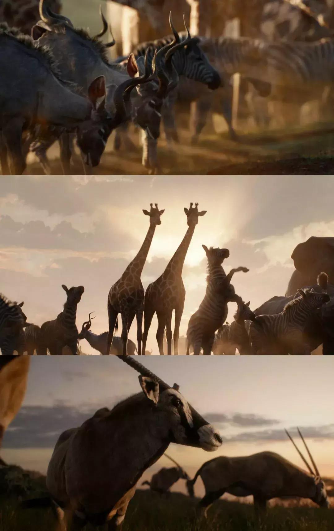 迪士尼狮子王,狮子王是迪士尼还是梦工厂