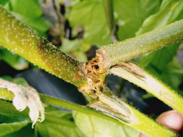 辣椒苗烂杆有哪些症状,辣椒烂杆子的治疗方法