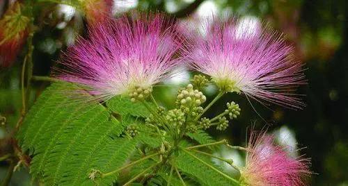 古代令人佩服的“*欢合**散”,原来原材料就在身边,随处可见