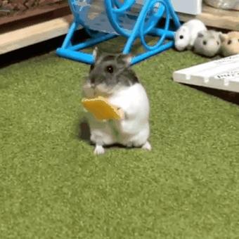 仓鼠偷吃被发现，虽然立刻停止了，但鼠鼠很不情愿