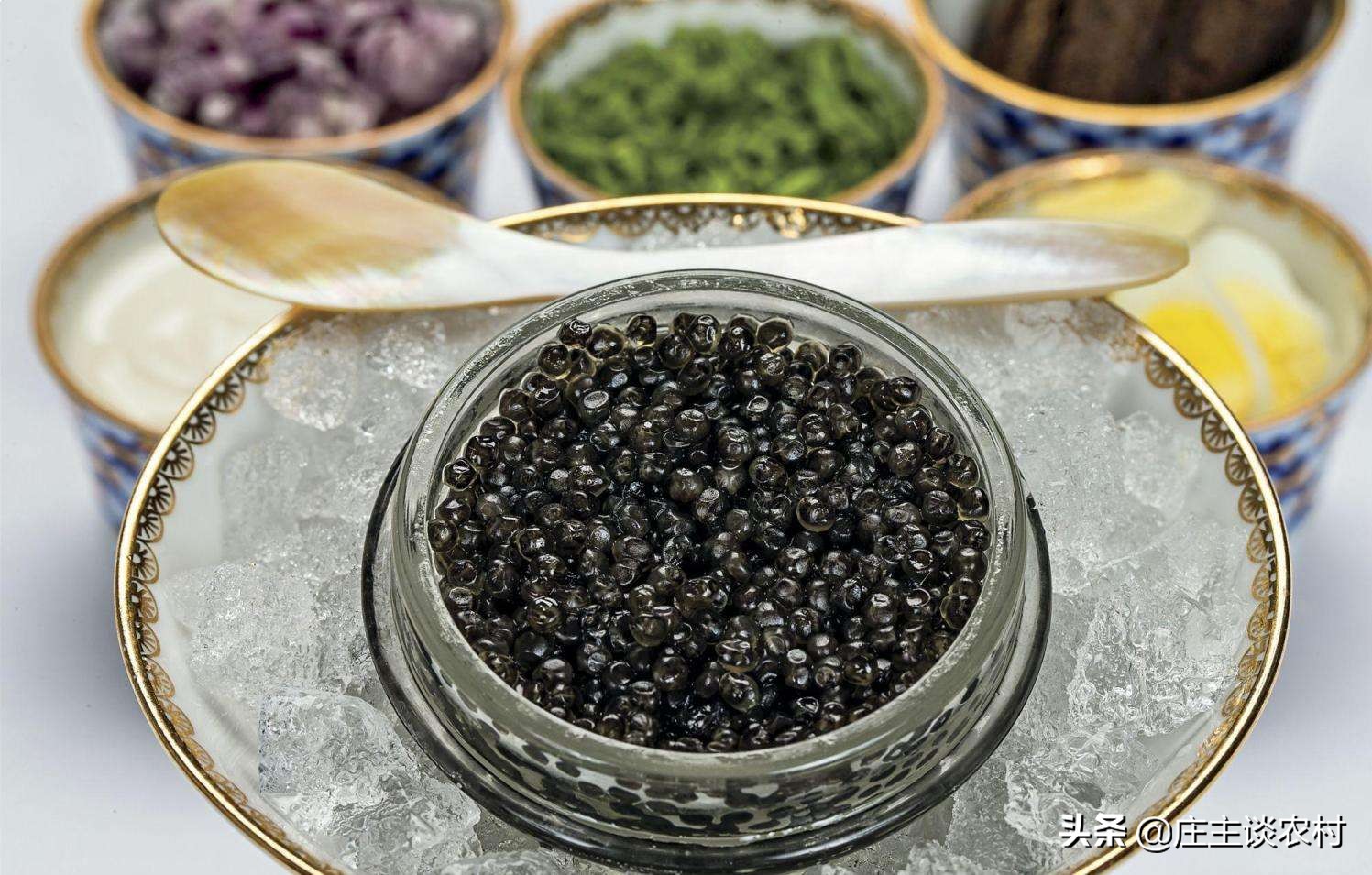 世界上最贵的几种食材有哪些,世界上最贵最顶级的食材