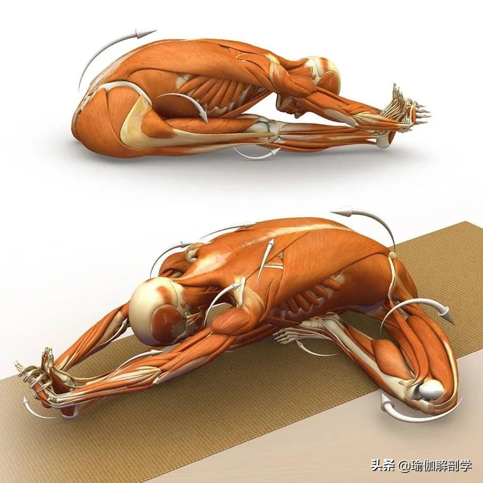 正位瑜伽哈他体式编排,精准正位60分钟瑜伽体式