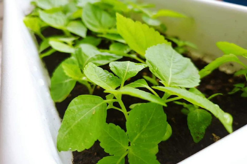 紫苏叶怎么买 (哪些地方可以买紫苏叶)