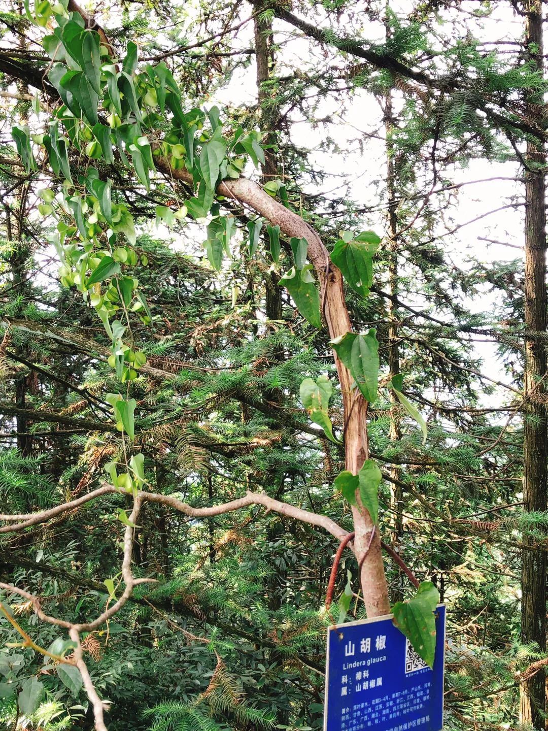 摩旅湘西八面山,湖南湘西摩旅川西