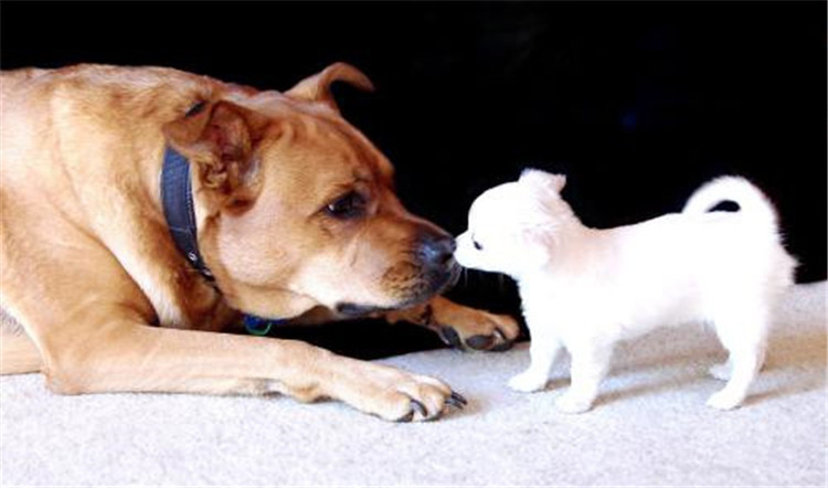 狗妈妈生孩子了该怎么办,狗妈妈生不出来怎么办