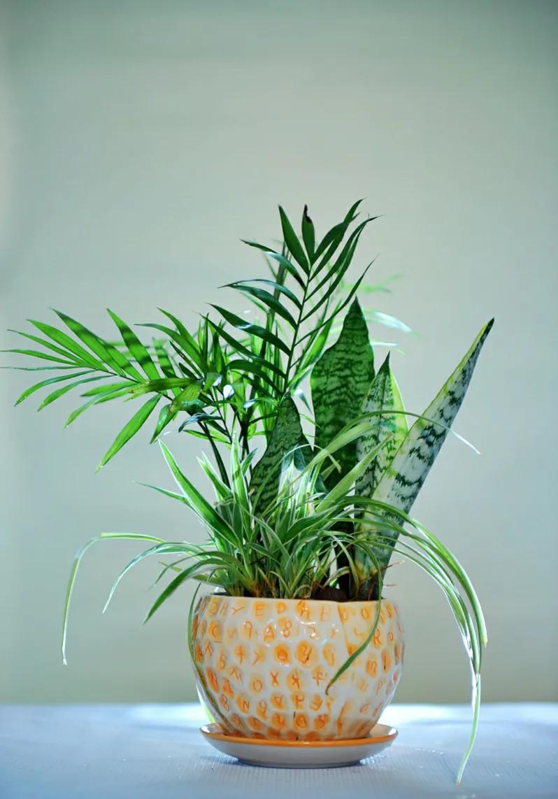 三种花最养人高端大气有档次,3种花便宜又好养