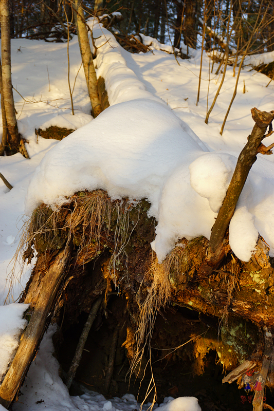 冬季旅游好去处排行榜不看雪,林海雪原旅游景区