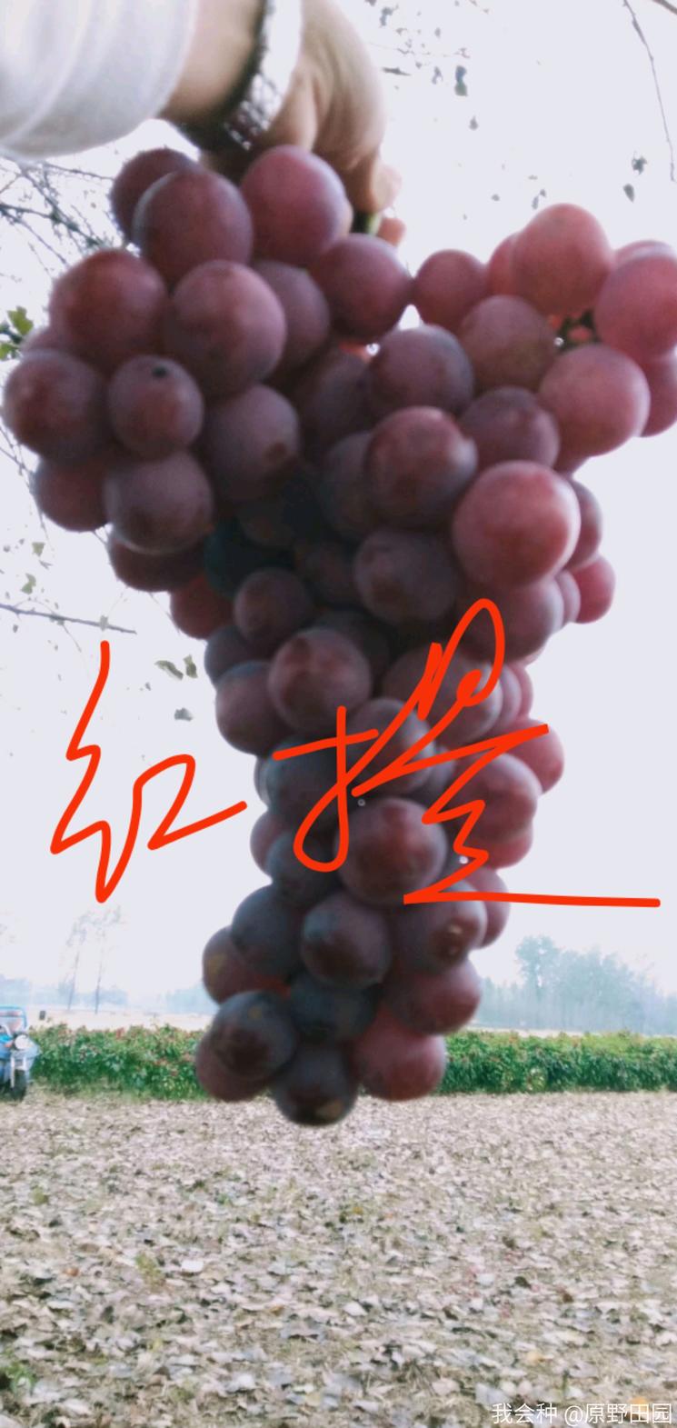 顾客评价水果不甜该怎么处理,红提质量好不好