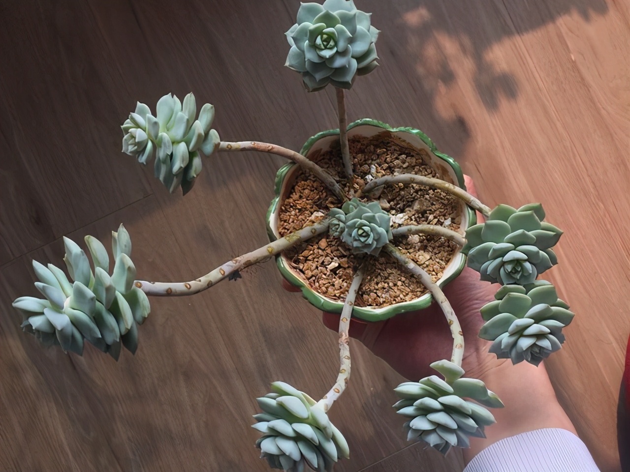 徒长的多肉,徒长的多肉怎么做悬崖造型