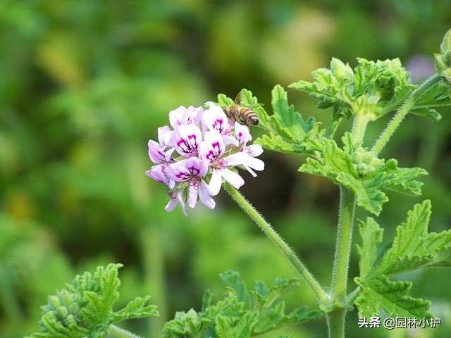 为什么买回来的驱蚊草养不活,驱蚊草为什么现在不长