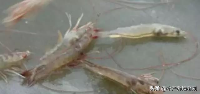 干货，还在花钱学习白对虾养殖方法么？你要的课程这里都有