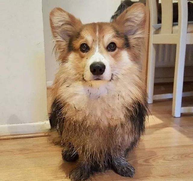 柯基犬的饲养方法有哪些注意事项,柯基犬养殖技巧和注意事项